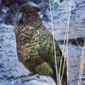 Kea